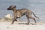 WHIPPET 290